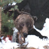 Охота на медведя (Фото № 1)