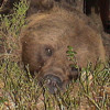 Охота на медведя (Фото № 20)